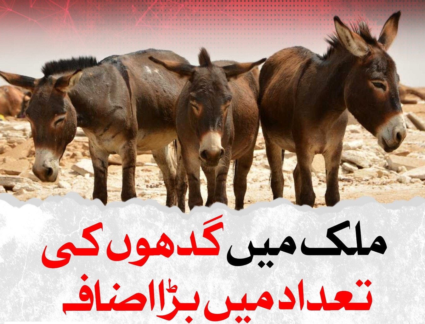  ملک میں گدھوں کی آبادی نے نیا ریکارڈ قائم کر دیا 