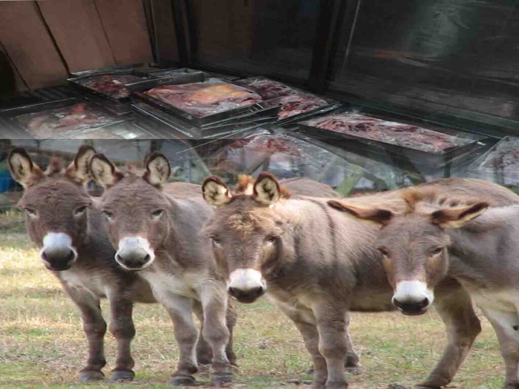 اسلام آباد میں گدھوں کے گوشت کی برآمدگی کے بعد فوڈ اتھارٹی کی ٹیم کارروائی کرتی ہوئی