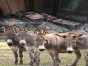 اسلام آباد میں گدھوں کے گوشت کی برآمدگی کے بعد فوڈ اتھارٹی کی ٹیم کارروائی کرتی ہوئی