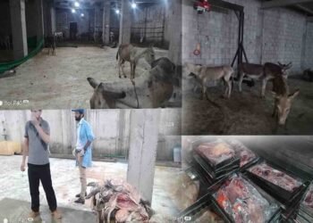 اسلام آباد میں گدھے کا گوشت فروخت کرنے والے غیر ملکی کا فارم ہاؤس