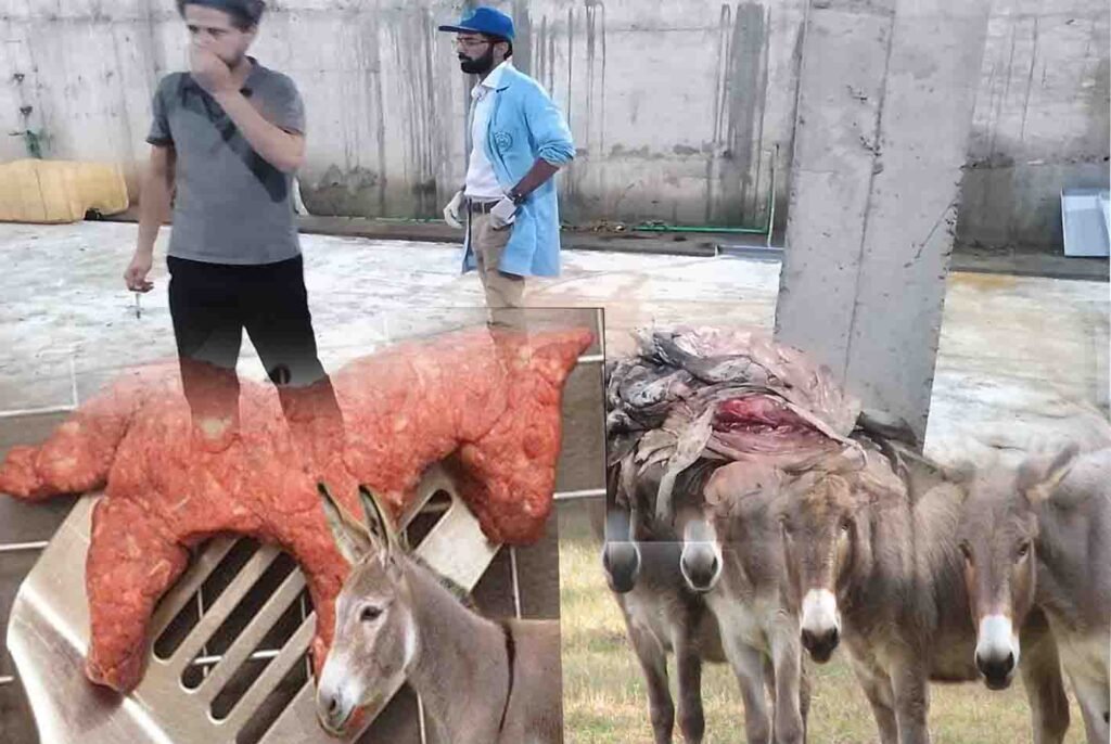 اسلام آباد پولیس کی گودام پر کارروائی، گدھے کے گوشت کی برآمدگی کی تفتیش