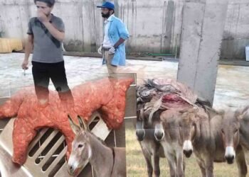 اسلام آباد پولیس کی گودام پر کارروائی، گدھے کے گوشت کی برآمدگی کی تفتیش