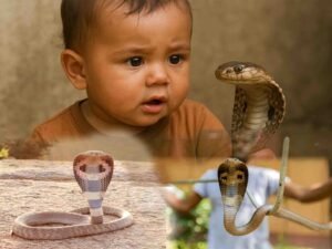 ایک سالہ بھارتی بچے نے کھیلتے ہوئے زہریلے کوبرا سانپ کو کاٹ کر مار دیا۔