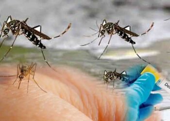 چارسدہ میں ڈینگی سے پہلی ہلاکت اور راولپنڈی میں کیسز میں اضافہ