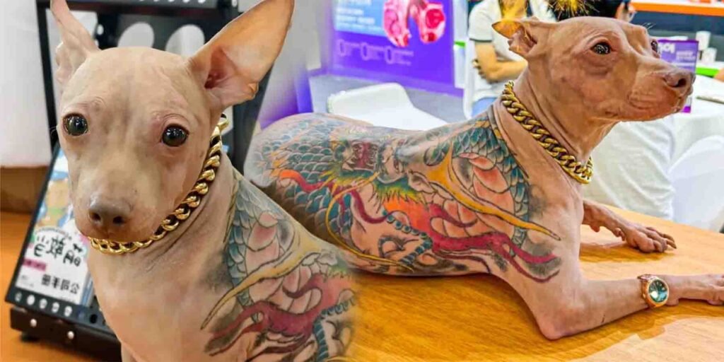 پالتو کتے پر ٹیٹو