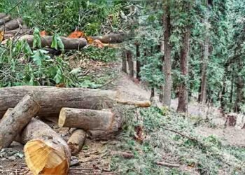 غیر قانونی درختوں کی کٹائی