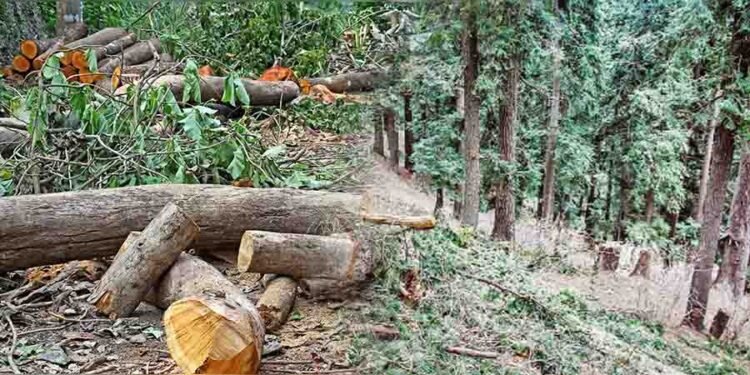 غیر قانونی درختوں کی کٹائی