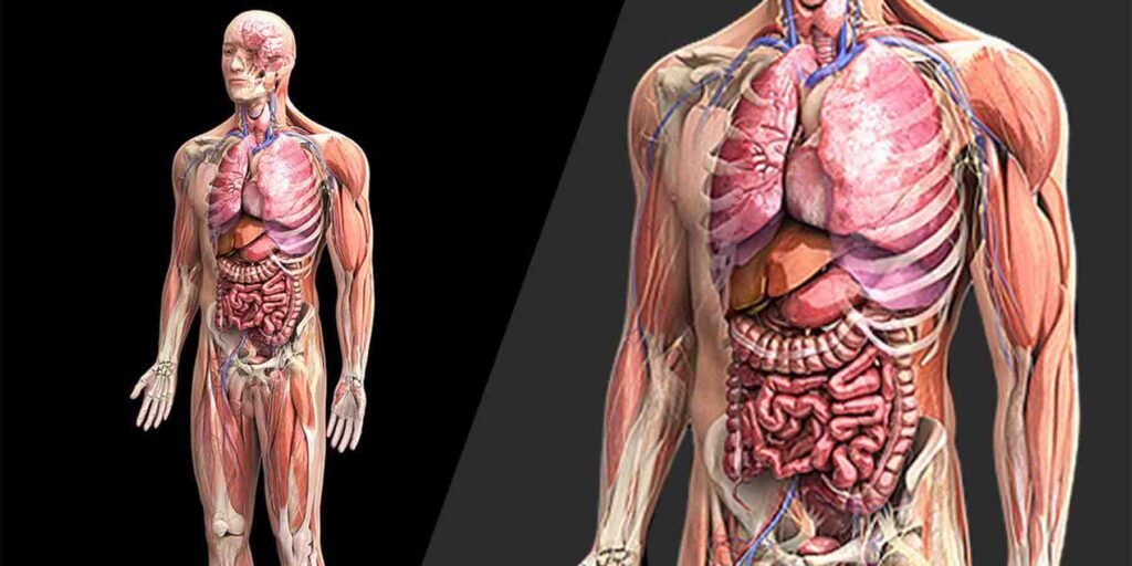 انسان کے اعضا جن کے بغیر زندہ رہ سکتا ہے