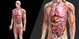 انسان کے اعضا جن کے بغیر زندہ رہ سکتا ہے