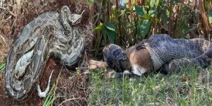 فلوریڈا میں اژدھا ہرن اگلنا کا نایاب منظر کیمرے میں قید