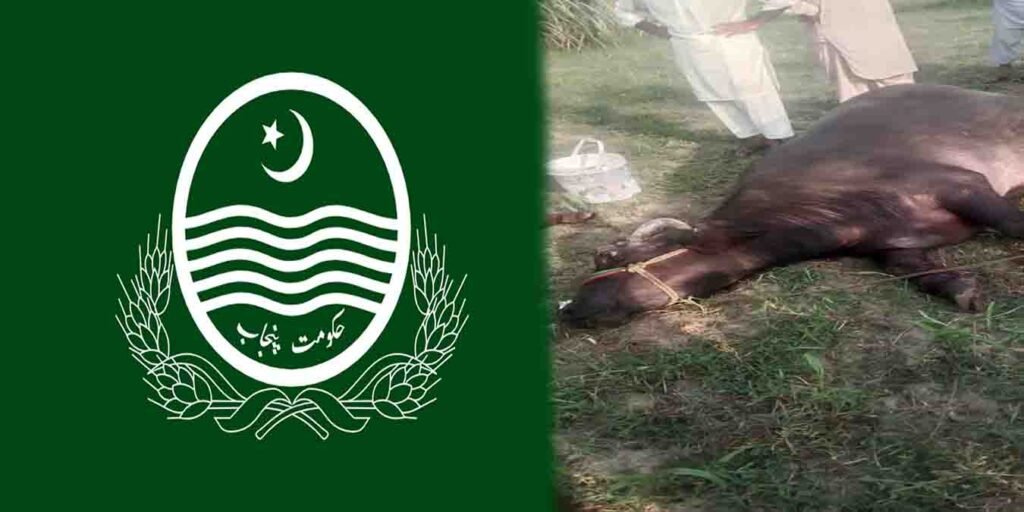 گجرات بھینس پر تشدد، نامعلوم افراد نے ٹانگیں کاٹ دیں