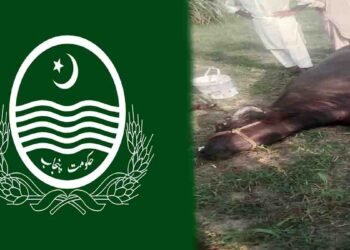 گجرات بھینس پر تشدد، نامعلوم افراد نے ٹانگیں کاٹ دیں