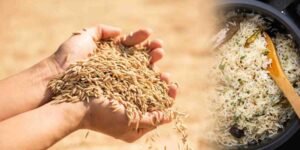 چاول کی قیمت میں اضافہ