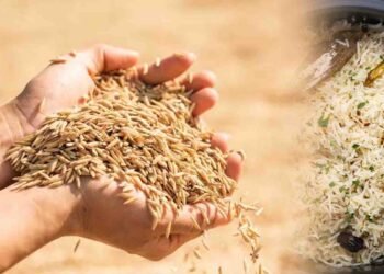 چاول کی قیمت میں اضافہ