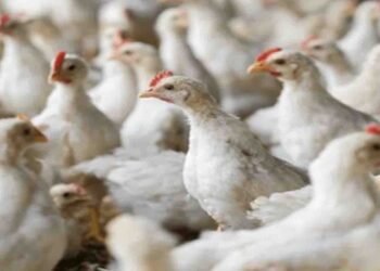 چکن سستا ہو گیا، برائلر گوشت کی نئی قیمت عوام کے لیے خوشخبری