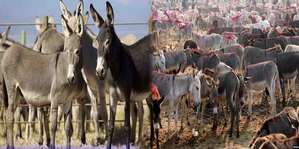 چین کا پشاور میں گدھوں کا منصوبہ، سالانہ 80 ہزار افزائش اور برآمدات