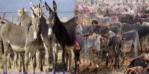 چین کا پشاور میں گدھوں کا منصوبہ، سالانہ 80 ہزار افزائش اور برآمدات