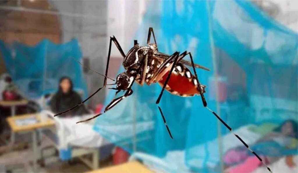 پاکستان میں ڈینگی وبا کا خدشہ، سیلاب اور بارشوں سے ڈینگی مچھر کی افزائش تیز