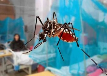 پاکستان میں ڈینگی وبا کا خدشہ، سیلاب اور بارشوں سے ڈینگی مچھر کی افزائش تیز