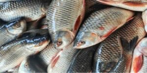 پاکستان سے امریکا مچھلی کی برآمد – سی فوڈ انڈسٹری کے لیے نئی کامیابی