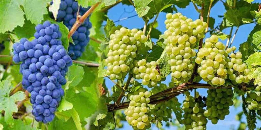 انگور کے فوائد – صحت اور خوبصورتی کے لیے بہترین پھل