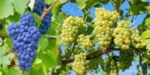 انگور کے فوائد – صحت اور خوبصورتی کے لیے بہترین پھل