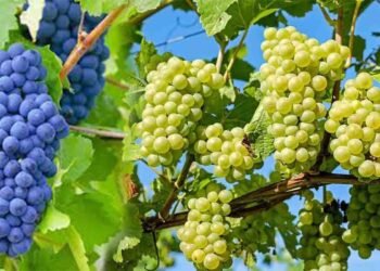 انگور کے فوائد – صحت اور خوبصورتی کے لیے بہترین پھل