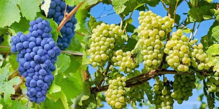 انگور کے فوائد – صحت اور خوبصورتی کے لیے بہترین پھل