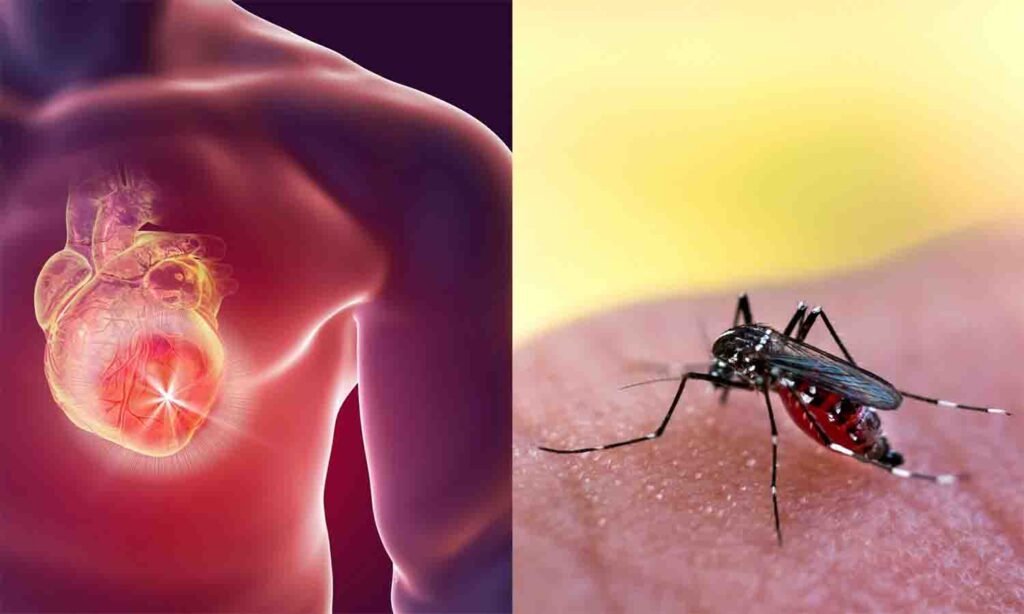 اسلام آباد میں ڈینگی کیسز 227 تک پہنچ گئے