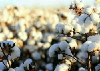 کپاس کی پیداوار میں اضافہ
