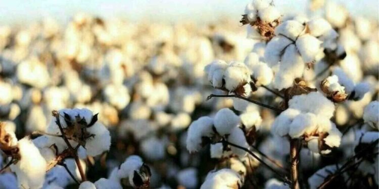 کپاس کی پیداوار میں اضافہ