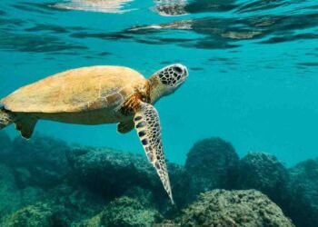 ورلڈ میری ٹائم ڈے 2025 — ہمارا سمندر، ہماری ذمہ داری، ہمارا مستقبل