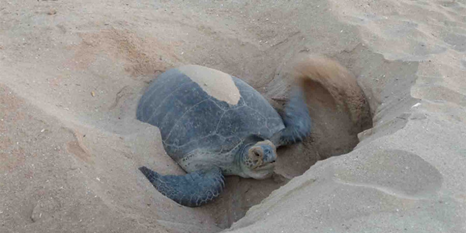 سبز کچھوؤں کی افزائش