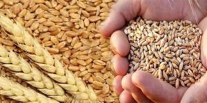 گندم کی امدادی قیمت بحال کرنے کے حکومتی اعلان کی تصویر