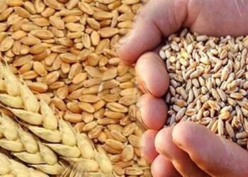 گندم کی امدادی قیمت بحال کرنے کے حکومتی اعلان کی تصویر