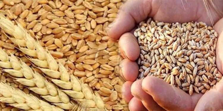 گندم کی امدادی قیمت بحال کرنے کے حکومتی اعلان کی تصویر