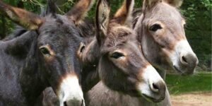 گدھے کی کھال برآمد