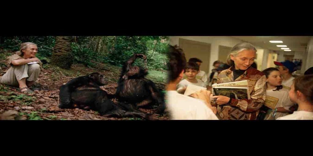 جین گوڈال چمپینزیز کے ساتھ جنگل میں تحقیق کرتی ہوئی