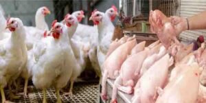 برائلر گوشت کی قیمت میں کمی — عوام کیلئے بڑی خوشخبری