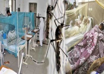 جیکب آباد میں ڈینگی بے قابو