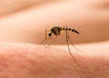 آئس لینڈ میں مچھر دریافت — ماحولیاتی تبدیلی کا نیا ثبوت