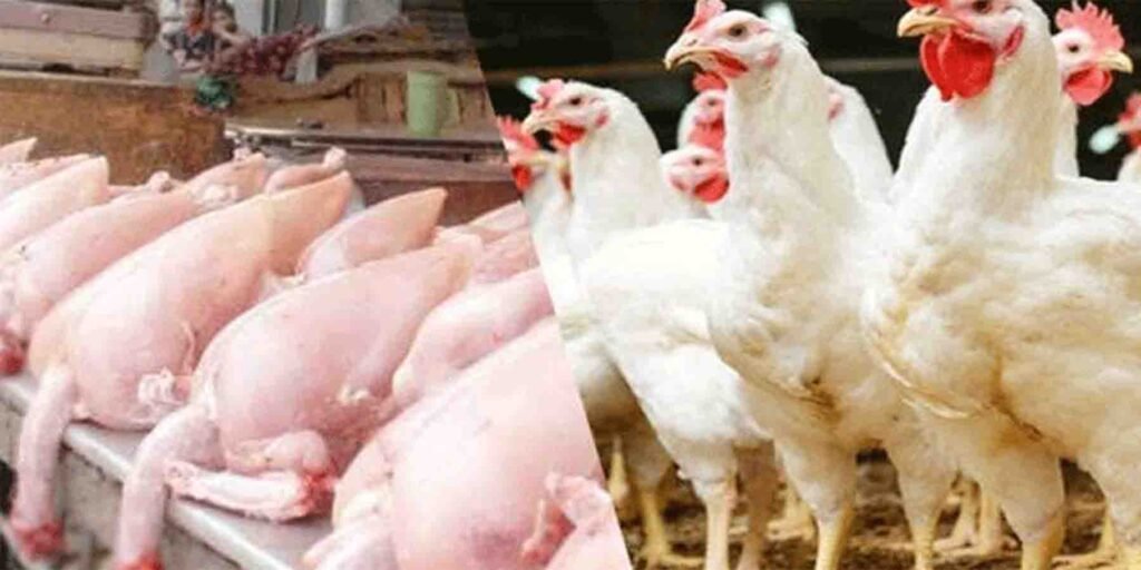 مرغی کے گوشت کی تازہ قیمت میں اضافہ