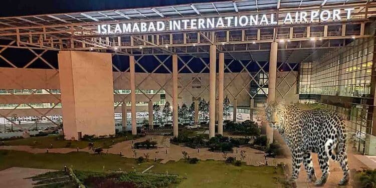 اسلام آباد ایئرپورٹ پر چیتا دیکھ کر وائلڈ لائف ٹیم حرکت میں آگئی