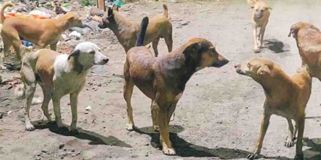 اسلام آباد میں آوارہ کتوں کا مسئلہ پر عدالت کی سماعت اور انتظامیہ کو وارننگ