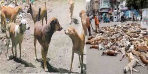 اسلام آباد ہائیکورٹ نے آوارہ کتوں کی ویکسینیشن کا حکم دیا