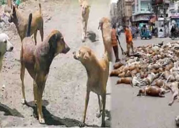 اسلام آباد ہائیکورٹ نے آوارہ کتوں کی ویکسینیشن کا حکم دیا