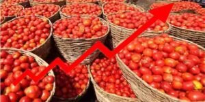 ٹماٹر مرغی کے گوشت سے مہنگا ہونے پر کراچی کے شہری پریشان