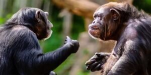چمپینزی کی ذہانت – انسانوں جیسی سوچ رکھنے والا جاندار