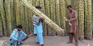 گنے کے کاشتکار احتجاجی بینرز اٹھائے ریلی نکال رہے ہیں۔