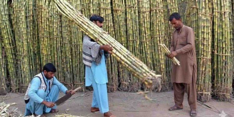 گنے کے کاشتکار احتجاجی بینرز اٹھائے ریلی نکال رہے ہیں۔